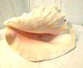 Giant Queen Conch Sea Shell