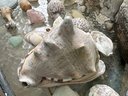 Over 30 Natural Shells, Sea Glass, Coral & Rustic Wood Partitioned Bowl