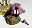 Lot Of 3 Miniature Ceramic Lifelike Mushroom Sculptures By Maria Maravigna