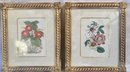 Vintage Pair Of Floral Prints In Gilt Frames