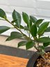Fig Tree Plant In Decorative Planter