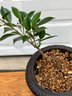 Fig Tree Plant In Decorative Planter