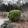 A Collection Of Round Boxwoods - Pool Area - 6 Large Plus Some Smaller