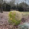 A Collection Of Round Boxwoods - Pool Area - 6 Large Plus Some Smaller