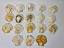 Lot Of Scallop Shells (18)