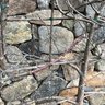 A Pair Of Espalier Fruit Trees - Likely Apple