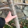 A Pair Of Espalier Fruit Trees - Likely Apple