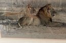 Signed Kim Donaldson, Lion & Lioness