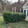 2 Rows Of Boxwoods By Chicken Coop - 30' H