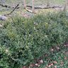 2 Rows Of Boxwoods By Chicken Coop - 30' H