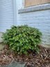 A Pair Of  Small Round  Chinese Boxwoods - By Driveway