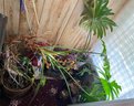 Miscellaneous Dried Flower Decor And One Live Plant