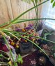 Miscellaneous Dried Flower Decor And One Live Plant