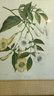 A Pair Of Vintage Framed Botanical  Hand Colored Lithograph By D. Blair After Lena Lowis - 13' X 15'