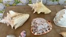 A Lot Of Shells - Large & Small