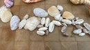 A Lot Of Shells - Large & Small