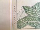 Japanese Signed Botanical Watercolor