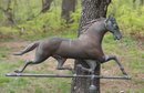 Amazing Large Swell Body Copper Running Horse Weathervane