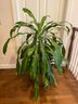 Large Potted Plant Has A Palm Tree Look Not Too Heavy To Move 42x48in Beautiful And Healthy