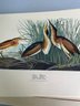 Three Audubon Prints
