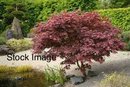 A Small Japanese Maple - By Driveway