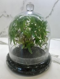 Small Dome Mature Terrarium From TERRAIN Westport