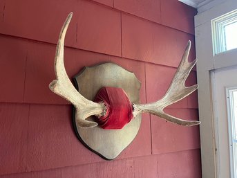 Vintage Mounted Antlers