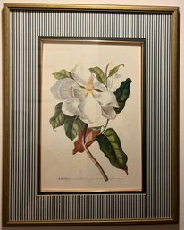 Framed Magnolia Botanical Print