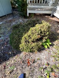 Creeping Juniper