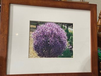 Art: Purple Allium Flower By Robert Moss