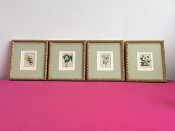 The Botanic Garden Prints Set Of 4
