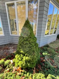 Dwarf Alberta Spruce Approx 5' Tall,