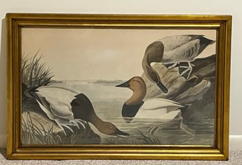 Framed John J. Audubon Engraving, 'Canvas Backed Duck'