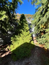 Dwarf Alberta Spruce, Approx 7' High