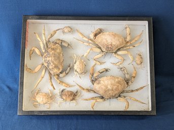 Curated Collection Of Crab Specimen