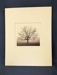 Richard Calvo Signed 'Awakening' Tree Photograph