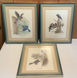 Trio Of Mountain, Eastern & Western Bluebird Prints By Bierly