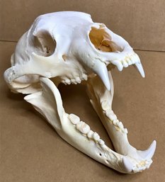 Genuine Skull From A 7 Foot Black Bear!