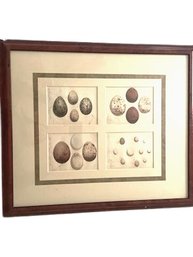 Antique Egg Shells Framed Print