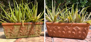 A Pair Of Terr Cotta Planters With Live Aloe