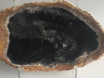 Palm Tree Petrified  Wood Plate , 10 Inch By 6 1/2 Inch