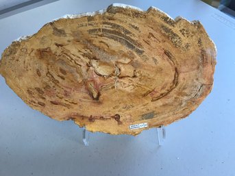 Petrified Wood Cheese Slab, 11 1/2 Inch By 8 Inch, 3 LB 12 Oz