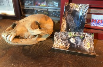 REAL Bear Skull With Photos From That Bear