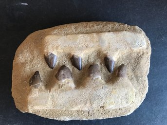 Fossil Shark Teeth, 2 LB 8 Oz , 6 Inch By 4 Inch