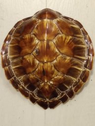 Antique Turtle Shell