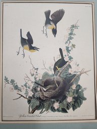 Audubon Yellow Breasted Chat, Matted 20x24