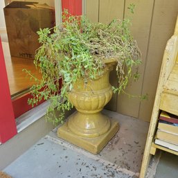 Colorful Ceramic Planter With Live Plant.  SideStrs