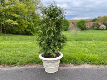 An Arborvitae Tree In A Resin Planter