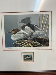 Limited Edition Signed Print Of Migratory Bird Hunting And Conservation Stamp, Red Breasted Merganser