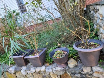 Four Black Planters With Plants